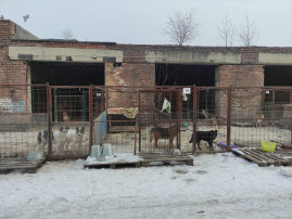 Поездка в собачий приют для бездомных собак "Алькин дом" Поездка в собачий приют для бездомных собак "Алькин дом".